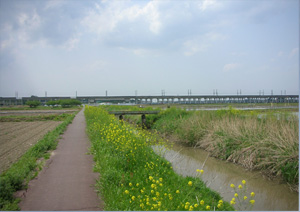 綾瀬川、伊奈町あたり 綾瀬川―伊奈町あたり